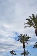 Fototapeta premium Perfect tropical background