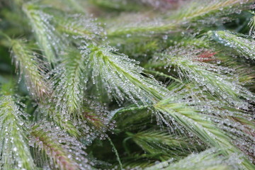 Many dew drops remained on spikelets of meadow grass on a summer morning