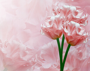 Tulips flower light red. Floral background.  Close-up. Nature.