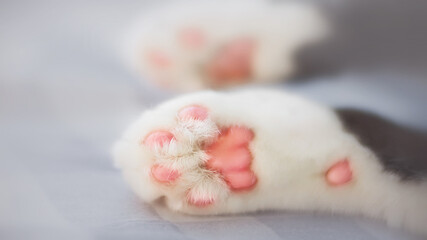 White paws of a cute domestic cat that sleeps on the bed. A pet and comfort. Tenderness.