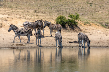 Fototapeta na wymiar zebras at the waterhole