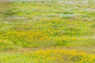 Panoramic landscape view of Kaas plateau covered with beautiful vibrant flowers and lush green grass. It is located in Satara, Maharashtra, India