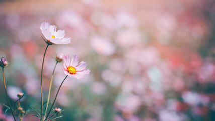 Cosmos flowers beautiful