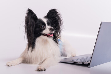 Smart dog papillon breed works at a laptop on a white background. Continental Spaniel uses a wireless computer.