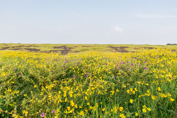 Panoramic landscape view of Kaas plateau covered with beautiful vibrant flowers and lush green grass. It is located in Satara, Maharashtra, India