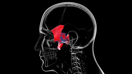 Human Skeleton Skull Sphenoid Bone Anatomy For Medical Concept © mybox