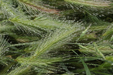 Many dew drops remained on spikelets of meadow grass on a summer morning