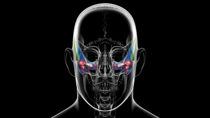 Human Skeleton Skull Temporal Bone Anatomy For Medical Concept © mybox