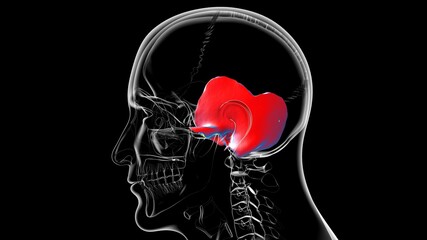 Human Skeleton Skull Temporal Bone Anatomy For Medical Concept © mybox