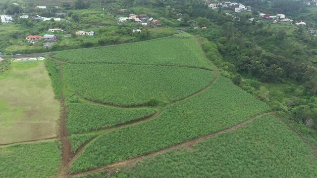 Sugar Cane Field from Drone in Reunion Island
