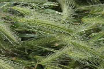Many dew drops remained on spikelets of meadow grass on a summer morning