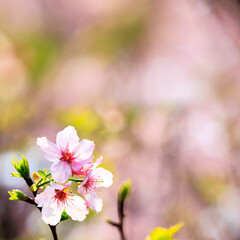 beautiful realistic sakura japan cherry branch with blooming flowers