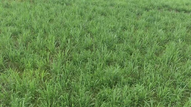 Sugar Cane Field from Drone in Reunion Island