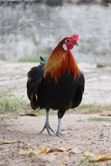 rooster in the farm