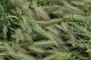 Many dew drops remained on spikelets of meadow grass on a summer morning
