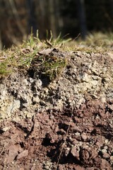 Layers of soil with grass, moss and leaves on top