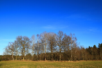 A Swedish forest side during the spring. Nice weather outside. Clear blue sky and many trees next to a meadow. Stockholm, Sweden, Europe.