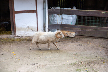 schaf