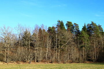 A Swedish forest side during the spring. Nice weather outside. Clear blue sky and many trees next to a meadow. Stockholm, Sweden, Europe.