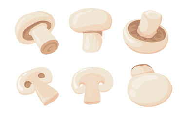 Cartoon vector illustration of mushrooms. Fresh and cut champignons isolated on white background. Food and cooking concept can be used for menu, posters, logo