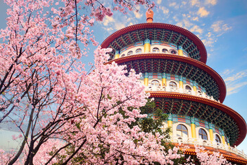 beautiflu sakura garden with nice sky in Taipei, Taiwan - 419179602