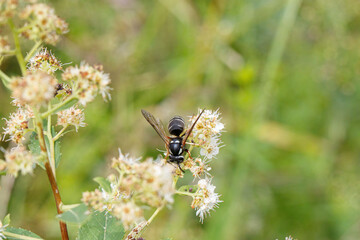 Blackjacket nectaring on meadowsweet
