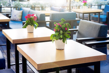 white flowerpots with blooming flower and green leaves on a wooden tables of a street cafe with soft armchairs, romantic plants in place for rest, nobody.
