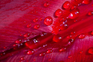 Natural background of red flower petals with dew, selective focus, texture