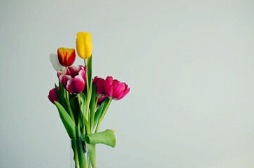 Сolorful bouquet of tulips with green stems on white background, copy space