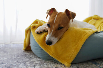 Cute sleepy Jack Russel terrier puppy with big ears resting on a dog bed with yellow blanket. Small adorable doggy with funny fur stains lying in lounger. Close up, copy space, background, top view.