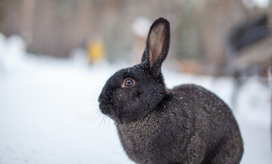 Beautiful, fluffy black rabbit in winter in the park