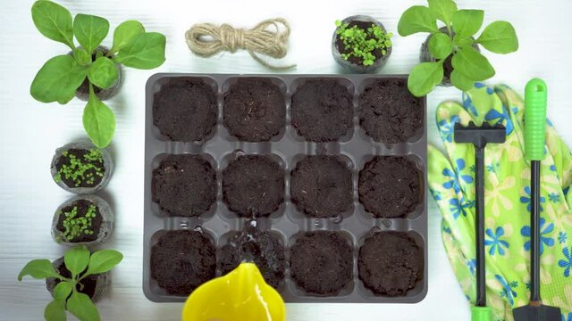 How to use peat or coconut pellets for growing seedlings of plants indoors. The gardener pours boiling water over peat tablets to soak them. Plastic container with cells for peat pellets.