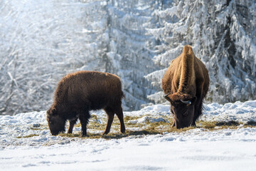 captive bison in snow at the Bison Ranch in Les Prés d'Orvin, Swiss Jura