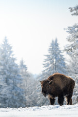 young captive bison in snow at the Bison Ranch in Les Prés d'Orvin, Swiss Jura