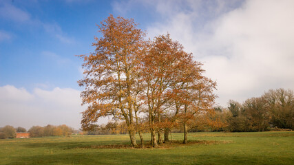 Cluster of isolated beautiful tall trees with red orange brown leaves in green field.