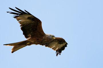 Red Kite in flight