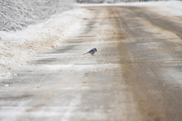 Bluejay on the Road