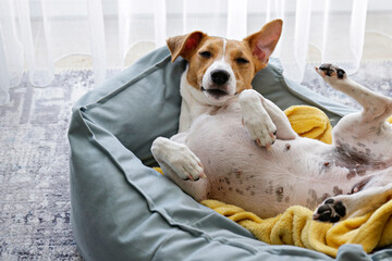 Cute sleepy Jack Russel terrier puppy with big ears resting on a dog bed with yellow blanket. Small...