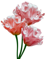 Obraz premium Pink tulips. Flowers on white isolated background with clipping path. Closeup. no shadows. Buds of a tulips on a green stalk. Nature.