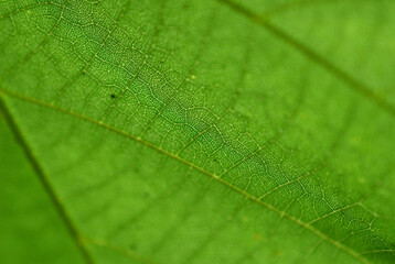 colorful patterns in green leaf