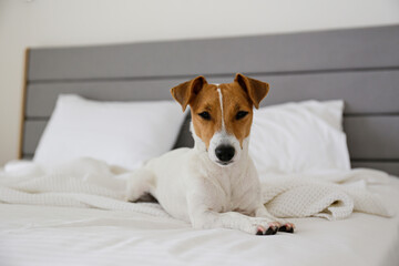 Cute Jack Russel terrier puppy with big ears waiting for the owner on an unmade bed with blanket...