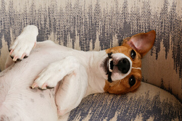 Cute sleepy Jack Russel terrier puppy with big ears being playful. Small adorable doggy with funny fur stains lying on her back and smiling. Close up, copy space, background, top view.