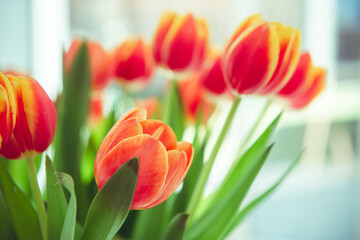 A bouquet of red yellow tulips in a vase on table at sunny spring day on bright flower background