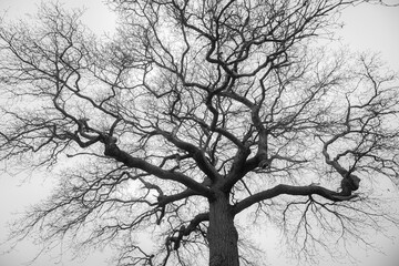 Silhouette of large oak tree against a pale sky. Black and white photograph.