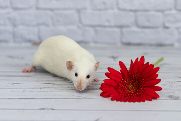 A cute and funny white decorative little rat sits next to a red gerbera flower. Rodent close-up on a background of a white brick wall.