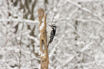 Downy Woodpecker on a Snowy Day