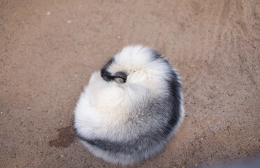 Beautiful, fluffy white fox in the zoo.
