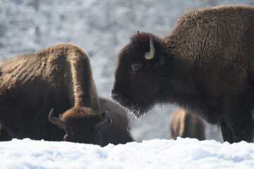 captive bisons in snow at the Bison Ranch in Les Prés d'Orvin, Swiss Jura