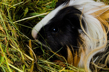 A guinea pig in a haystack.