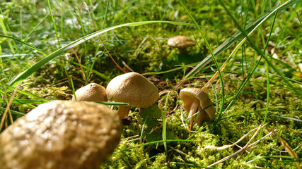 mushroom in the grass